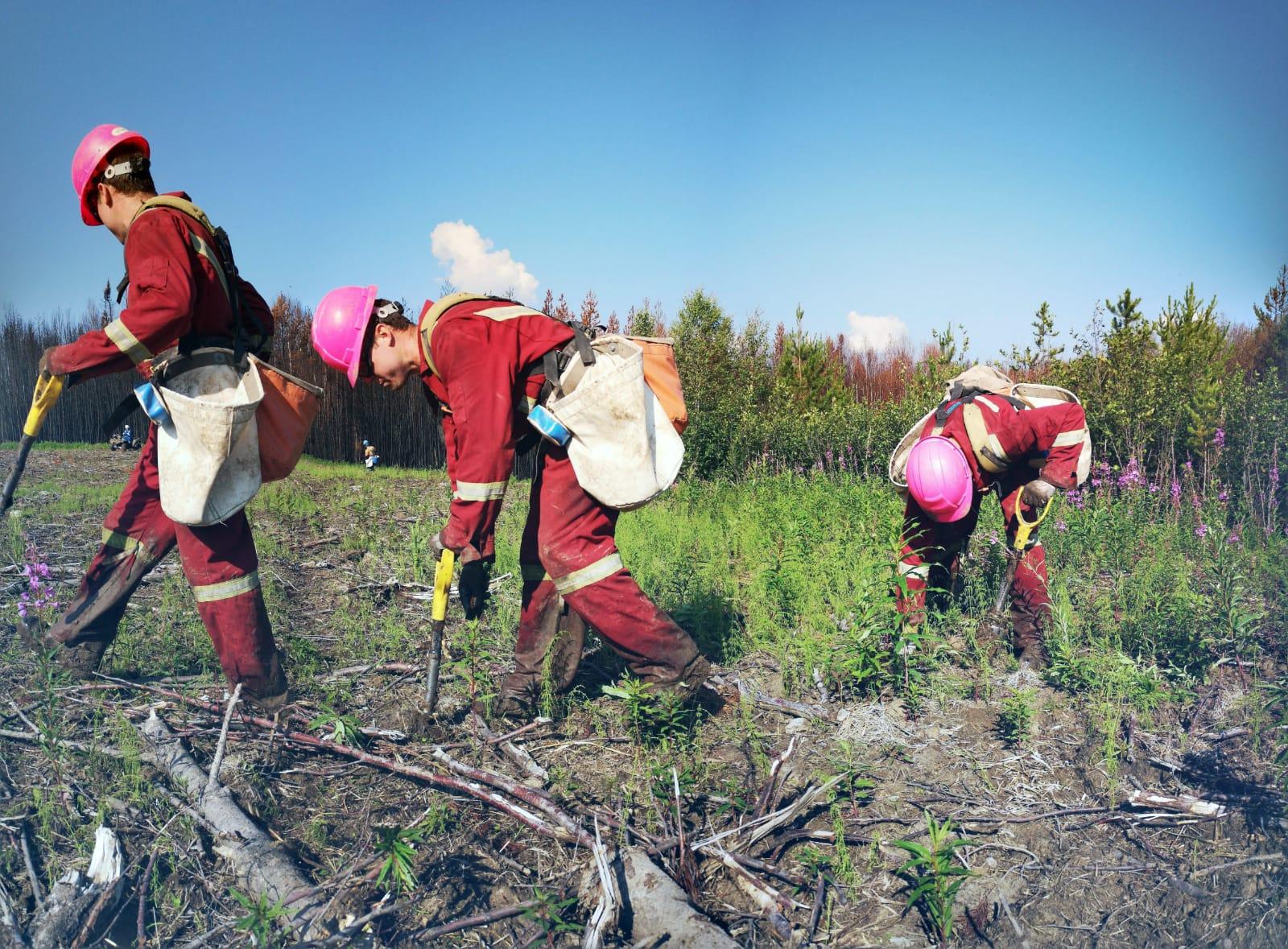 Reforestation | Reclamation Planting Company in Western Canada