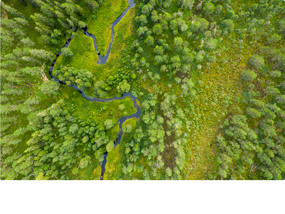 Aerial view of a lush green forest with a winding stream flowing through it.