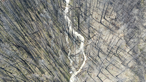 An aerial view of a winding stream through a forest of charred trees