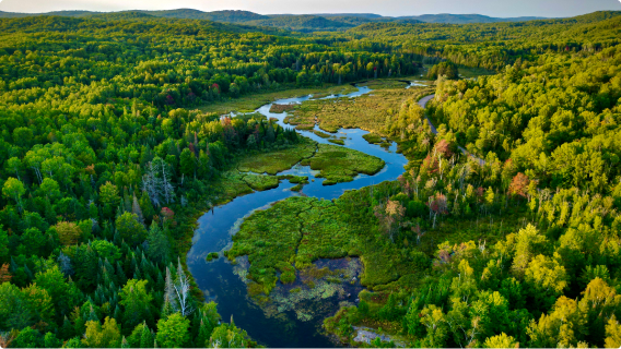 An aerial view of a lush forest surrounding winding wetlands, teeming with natural beauty.