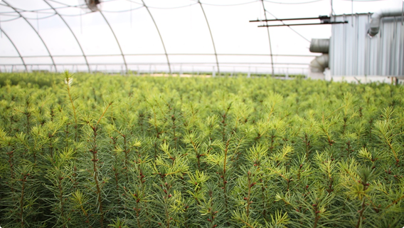 A greenhouse filled with rows of young conifer seedlings