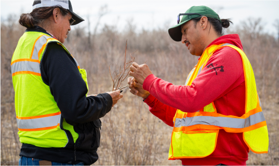 Two individuals in high-visibility vests working together outdoors, examining a plant branch in a dry, open field as part of reforestation efforts.