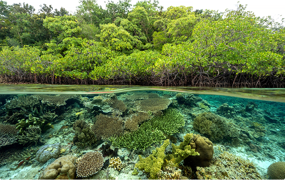 An underwater split-view showing coral reefs below and dense mangroves above