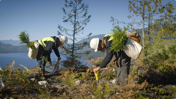 Two workers planting tree saplings on a hillside near a body of water