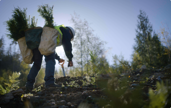 A worker plants saplings on a rugged hillside, contributing to reforestation efforts.