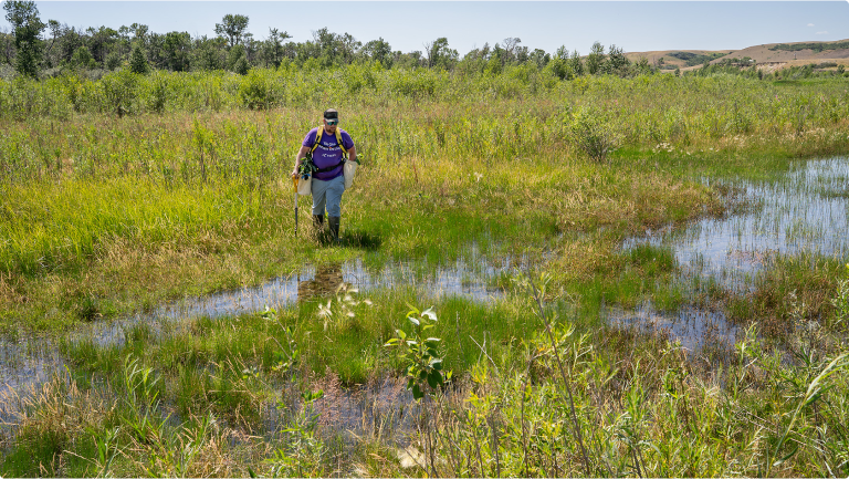 A researcher navigates a wetland, conducting fieldwork surrounded by vibrant vegetation.