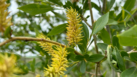 A close-up of bright yellow catkins among lush green leaves